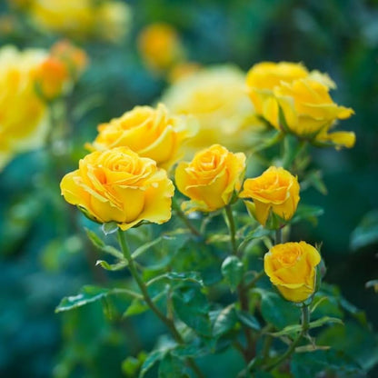 Deep Yellow Rose Flower Seeds for Planting with mature yellow rose blooms in a garden