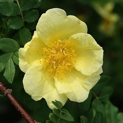 Dark Yellow flower seeds
