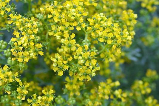 Yellow Rue Herb Seeds for Planting – Heirloom Non-GMO Garden Seeds