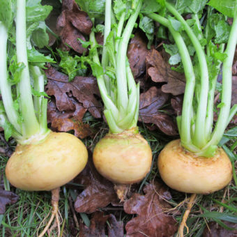 Yellow Rutabaga Seeds for Planting – Heirloom Non-GMO Garden Seeds