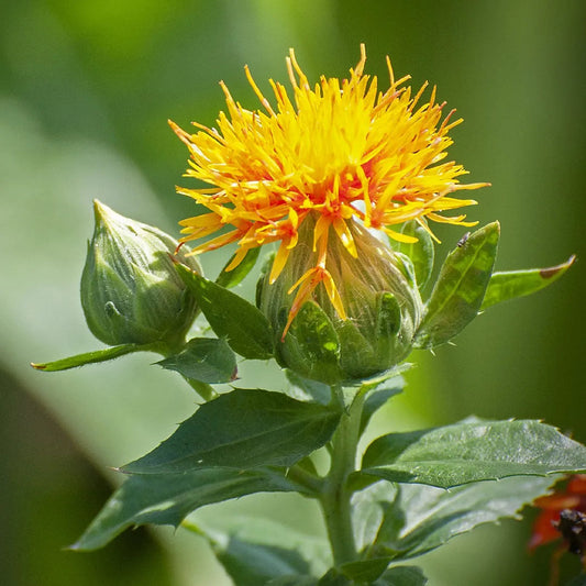 Yellow Safflower flower seeds