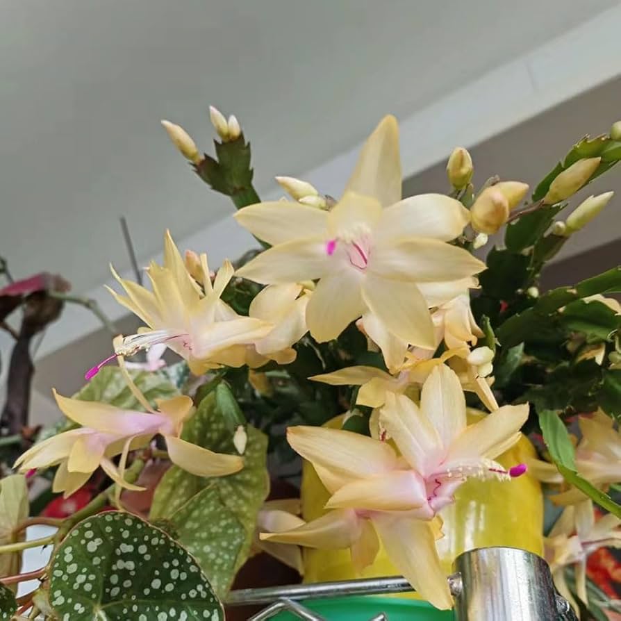 Yellow Schlumbergera flower seeds