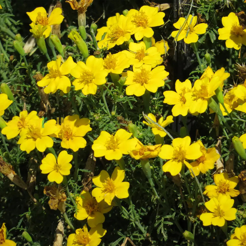 Yellow Signet flower seeds