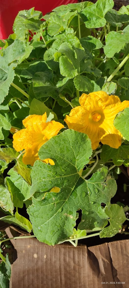 Squash blossom flower seeds growing into healthy squash plants with bright yellow edible flowers in a sunny garden.