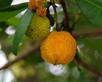 Yellow Strawberry Fruit Seeds for Planting – Heirloom Non-GMO Garden Seeds