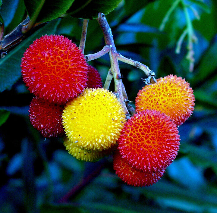 yellow strawberry seeds