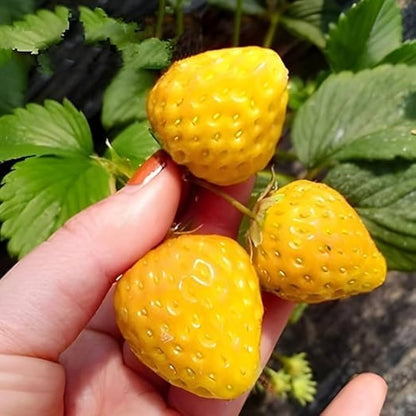 yellow strawberry seeds