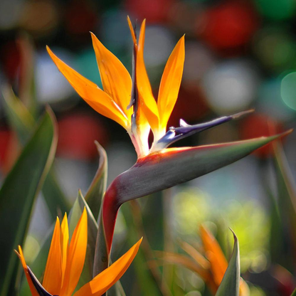 Strelitzia flower seeds