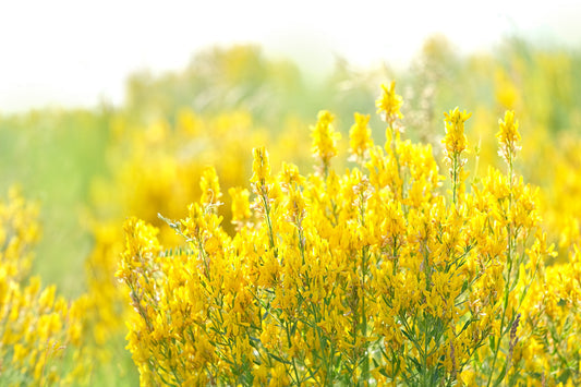 Yellow Sweet Clover Flower Seeds for Planting – Heirloom Non-GMO Garden Seeds