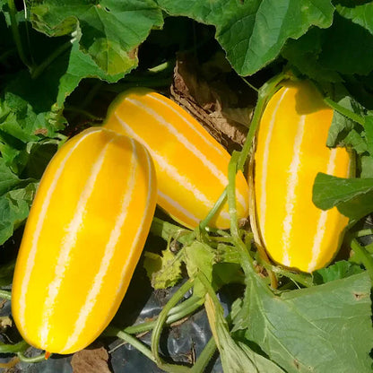 Yellow Sweet Melon Seeds