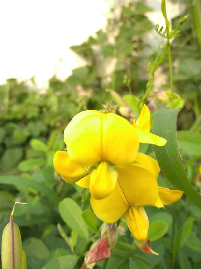 Yellow Sweet flower seeds