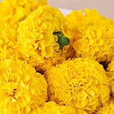 Bright yellow marigold flowers blooming in a sunny home garden