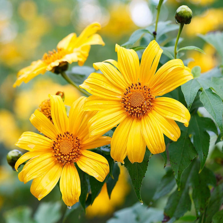 Yellow Tithonia flower seeds