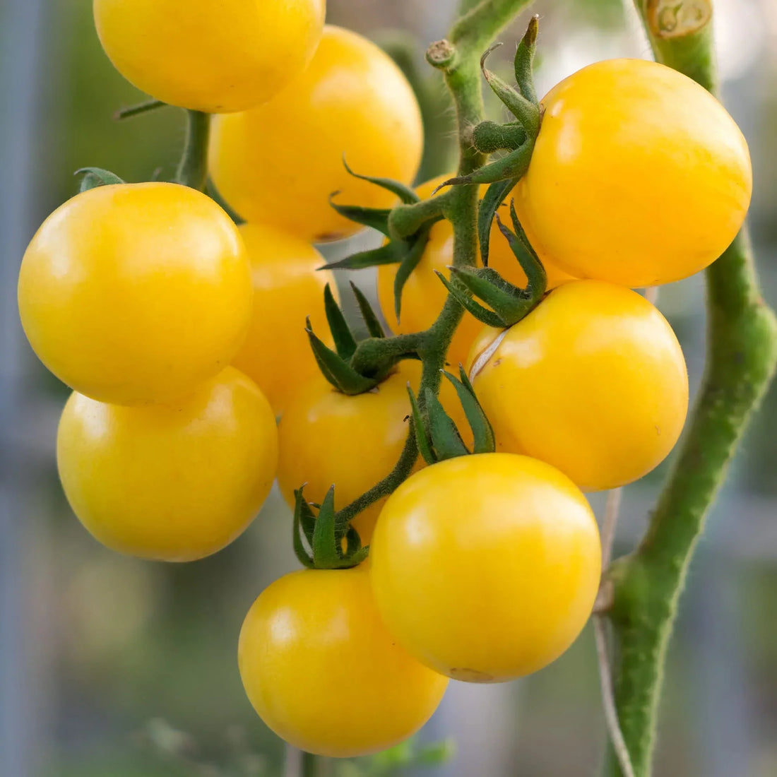 Yellow Tomato Seeds