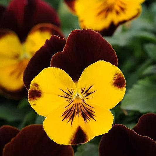 Yellow Trichromatic flower seeds