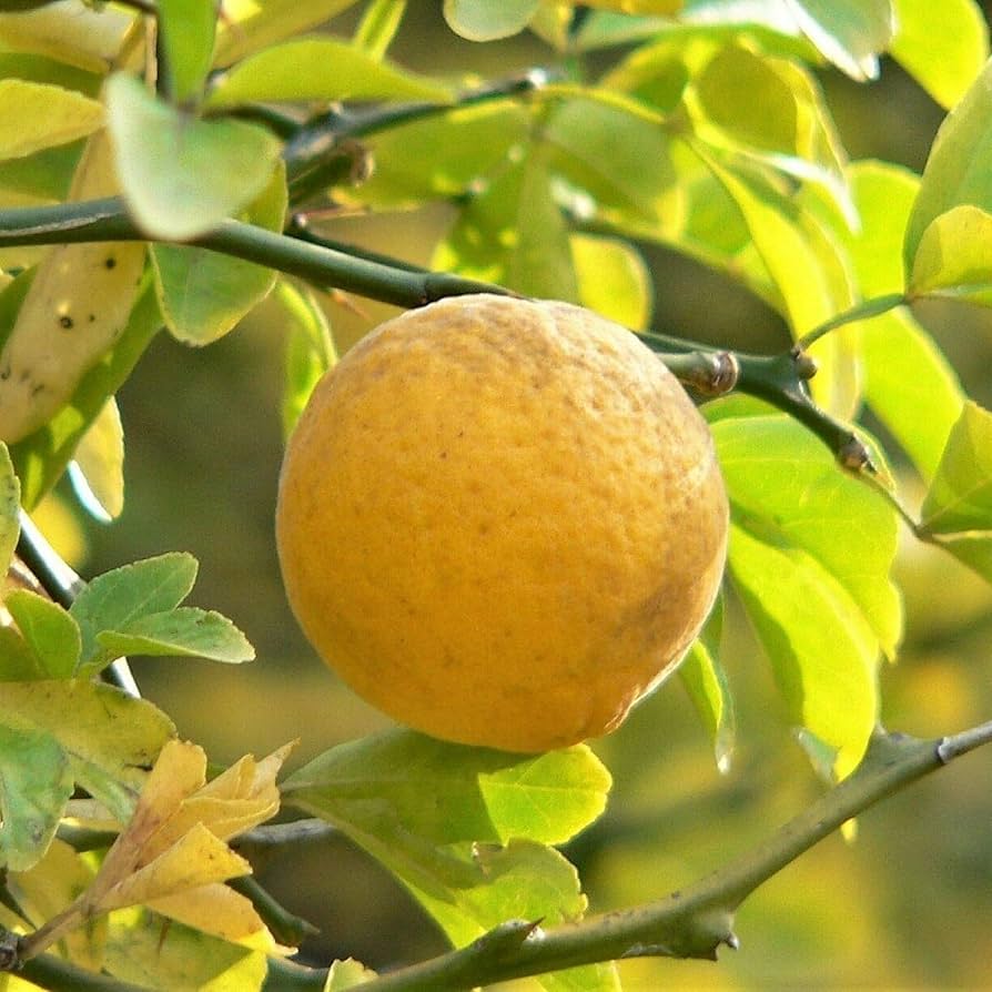 trifoliata tree seeds