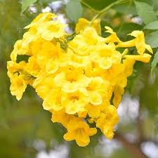 Yellow Trumpet Vine Covering