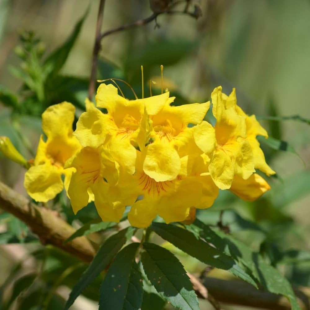 Yellow Trumpet Vine Covering