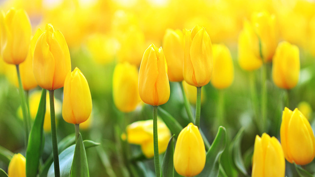 Deep Yellow flower seeds