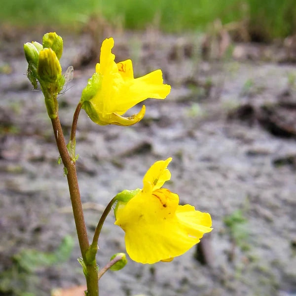 Yellow Utricularia flower seeds