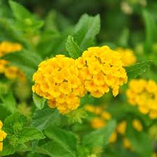 Yellow Verbena Growing in Sunny Garden Border
