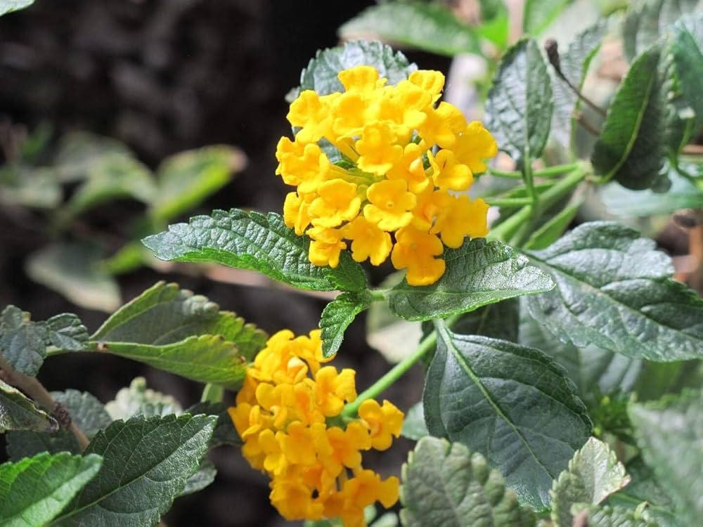 Yellow Verbena Growing in Sunny Garden Border