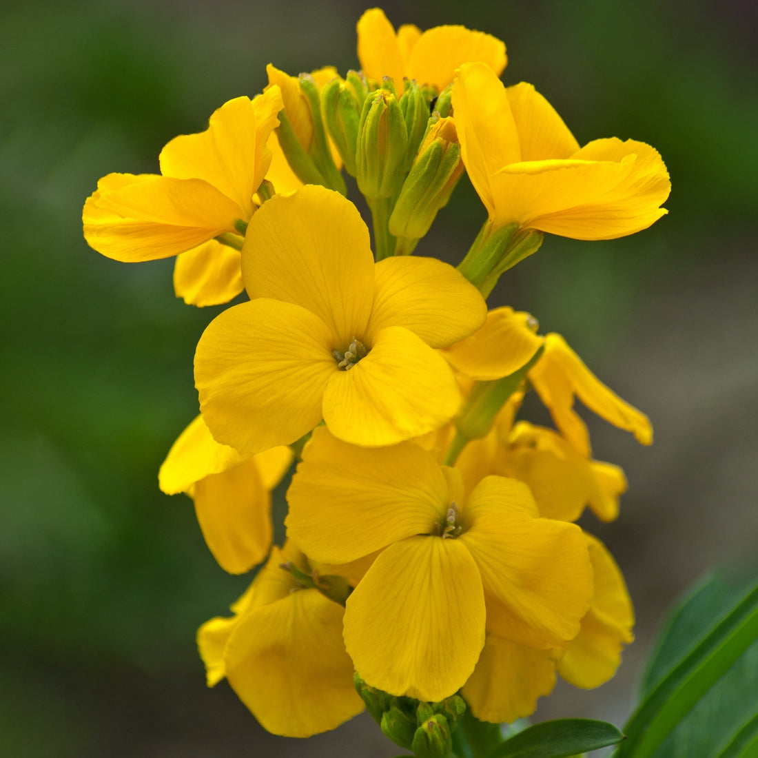 Yellow Wallflower flower seeds