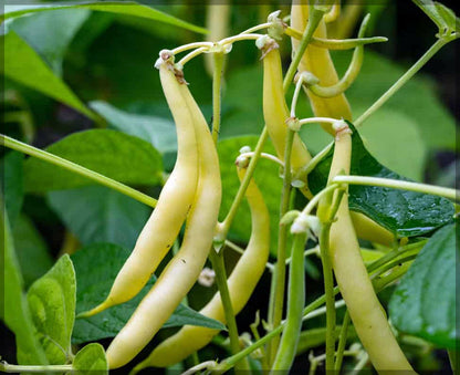 Yellow Wax Bush Bean Seeds for Planting – Heirloom Non-GMO Garden Seeds