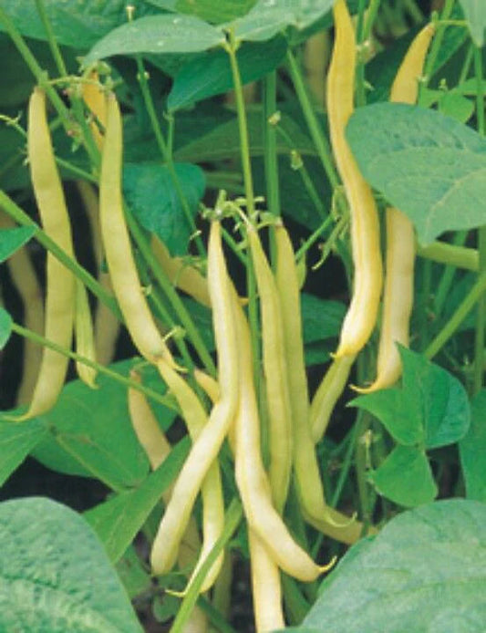 Yellow Wax Bush Bean Seeds