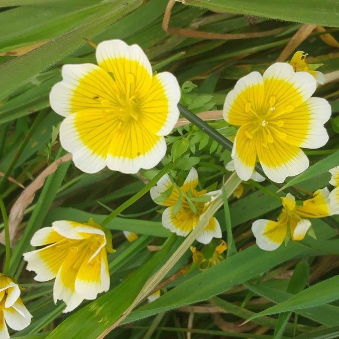 Yellow White flower seeds