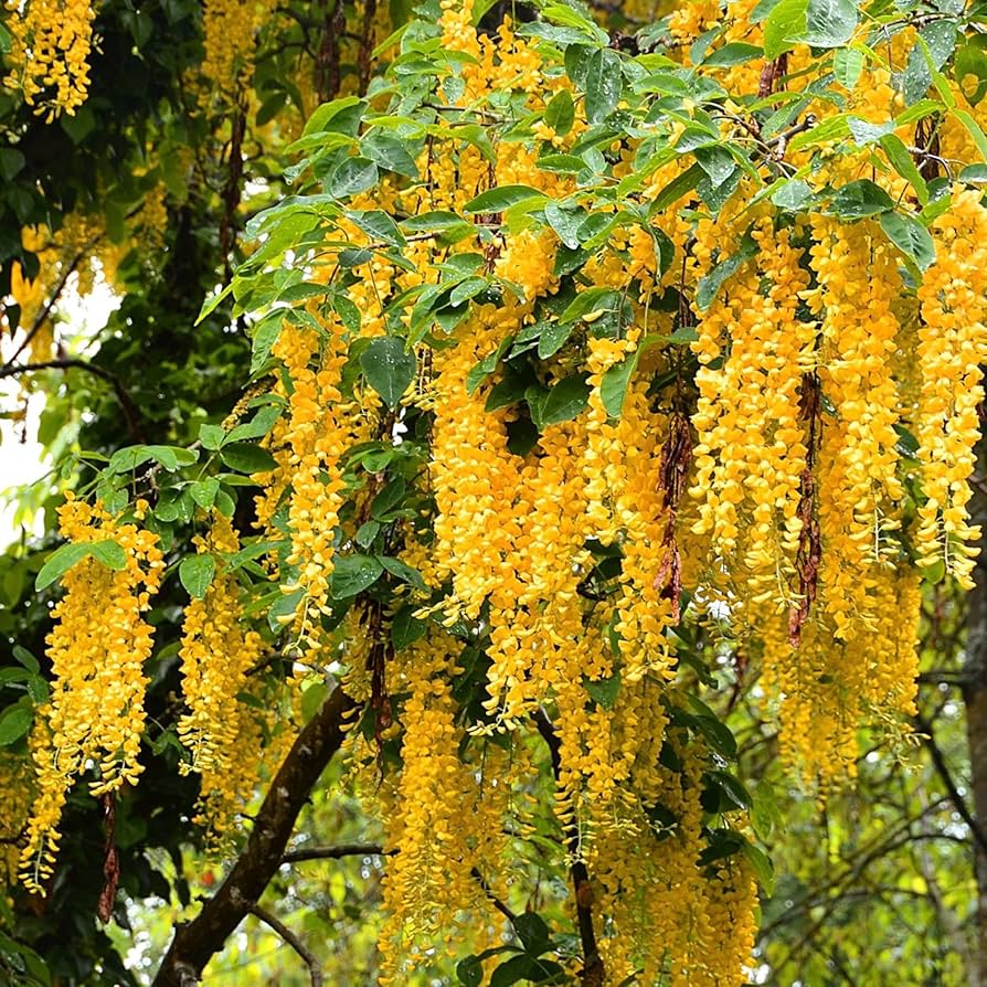 Golden Yellow flower seeds