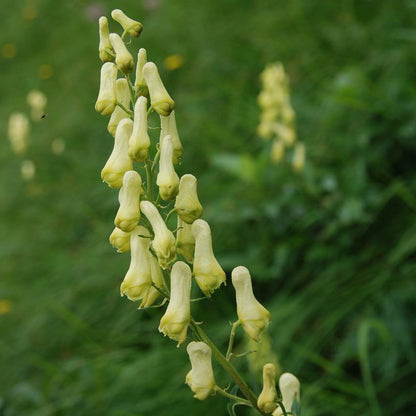 Yellow wolfsbane (Aconitum vulparia) with pale yellow hood-shaped flowers, upright stems, and deeply divided green foliage growing in a shaded woodland garden.