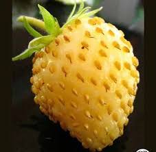 Yellow Wonder Alpine Strawberry Seeds for Planting