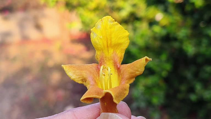 Yellow Xanthina flowers blooming in a sunny home garden
