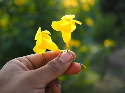 Yellow Xanthina flowers blooming in a sunny home garden