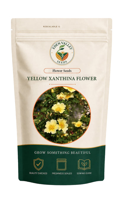 Yellow Xanthina Flower Seeds for home gardens