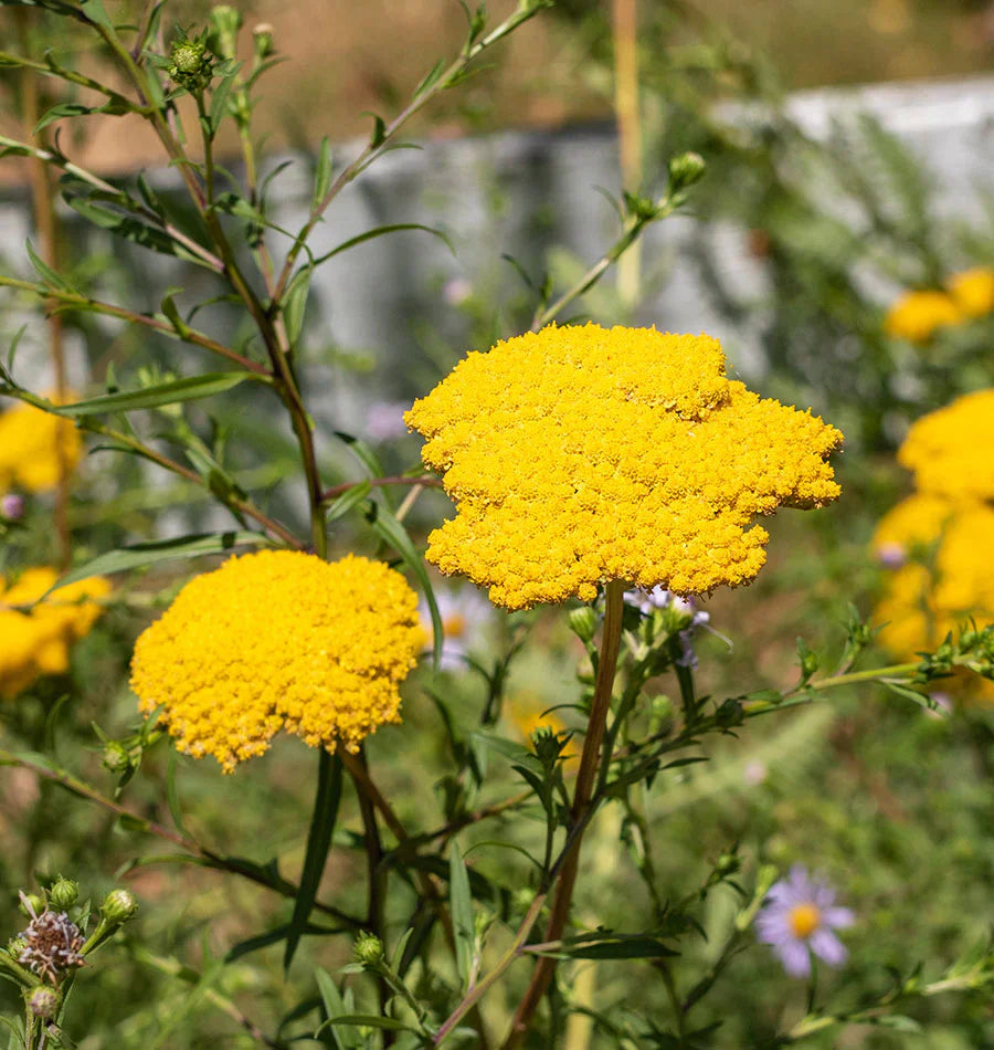 Bright Yellow flower seeds