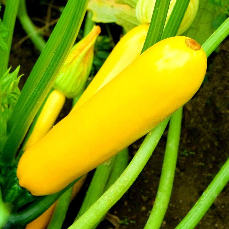 Golden Yellow Zucchini Growing on Bushy Plants