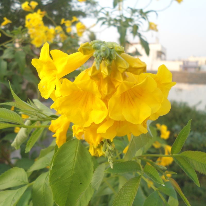 Esperanza flower seeds