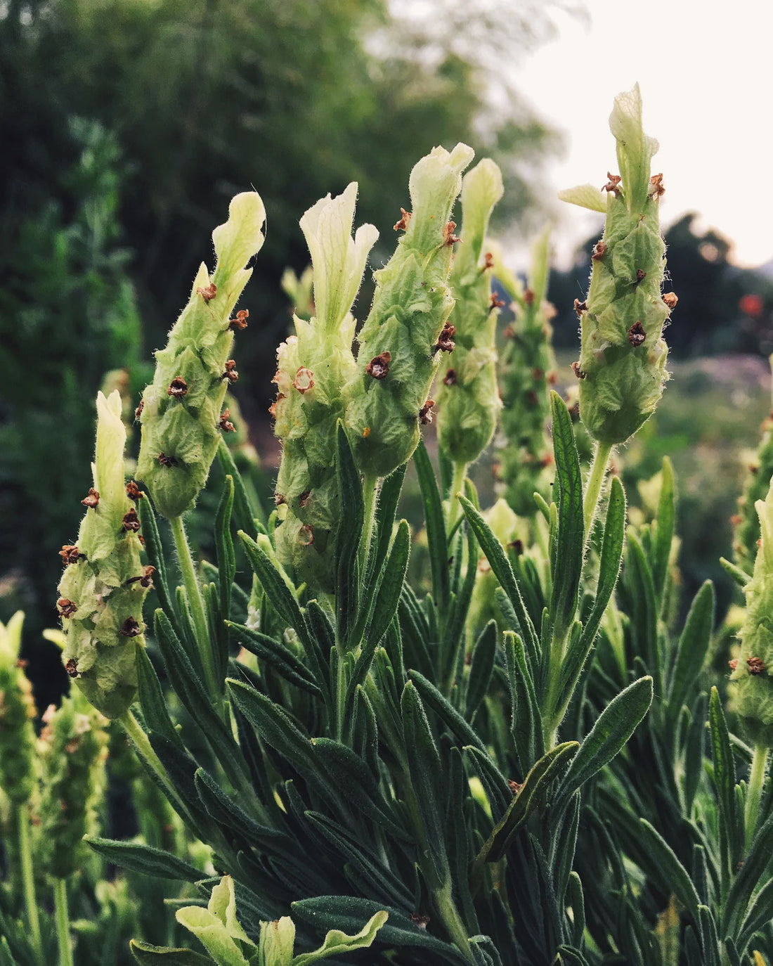 Light Yellow flower seeds