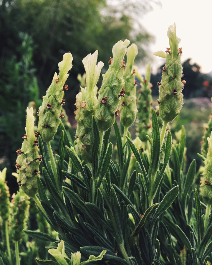 Light Yellow flower seeds
