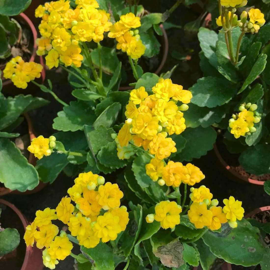 Yellow Kalanchoe flower seeds