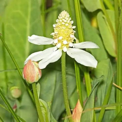 Yerba Mansa White Flowers