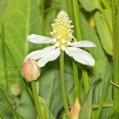 Yerba Mansa White Flowers