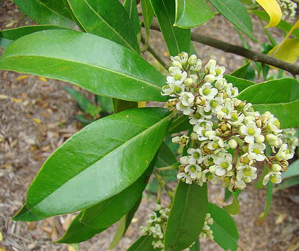 Ilex Paraguayensis flower seeds and mature yerba mate plant with glossy green foliage