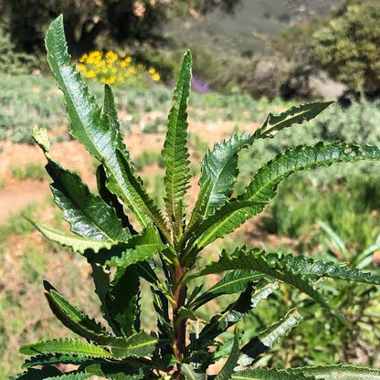 Yerba Santa Herb Flowers