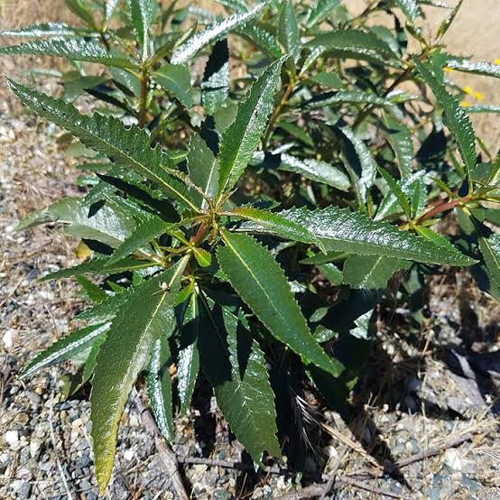 Yerba Santa Herb Flowers