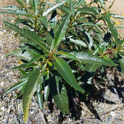 Yerba Santa Herb Flowers
