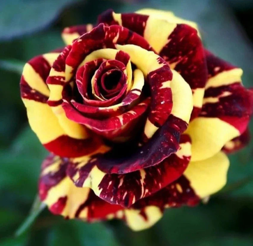 Red Yellow flower seeds