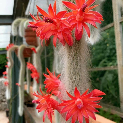 Monkey Tail flower seeds